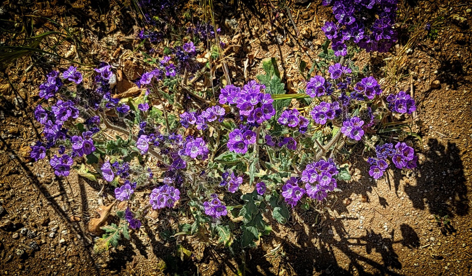 Wild Heliotrope